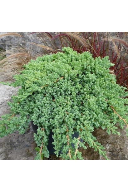 Можжевельник лежачий Нана - низкорослый хвойный куст с длинными стелющимися побегами